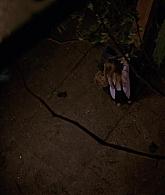 307-TheDead-069.jpg