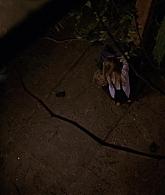 307-TheDead-070.jpg